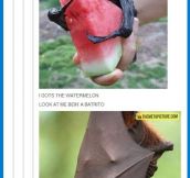 Why I love bats…