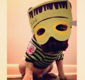 These Pets Are Perfectly Ready For Halloween (22 pics)