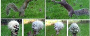 SQUIRREL PLAYS WITH HALLOWEEN MASK HUNG IN YARD FO