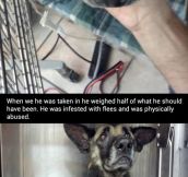 Amazing dog recovery…
