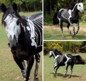 A horse’s Halloween costume…
