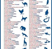 Collective nouns for animals…