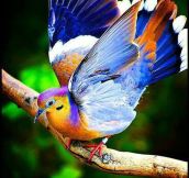 Fruit Dove…