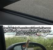The little dinosaur living in my car’s mirror…