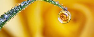 Rose in a dew drop…