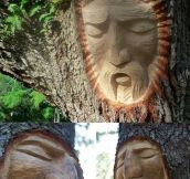 The spirit of the trees…