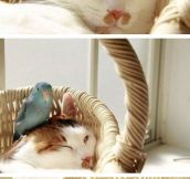 The oddest napping buddies…