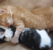 Sleepy kittens…