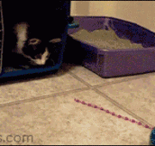 Two-legged kitten still wants to play…