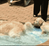 Mom teaches puppy how to swim…