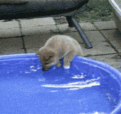 Shiba puppy playing with a pool of water…