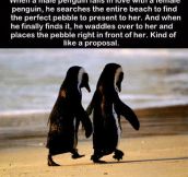 The way penguins do it…