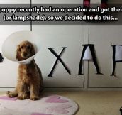 We made our own Pixar dog…
