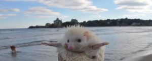 You go Albino Hedgehog…