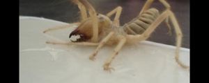 I’m afraid of camels and spiders, and now camel spiders…