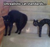 Cat standards these days…