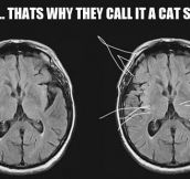 Cat scans explained…