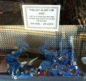 Cat not for sale…