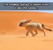 The tiny desert fox…