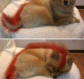 Dog grooming at its best…