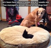 Kitten goes for the dog throne…