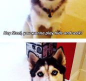 Playing hide and seek with a husky…