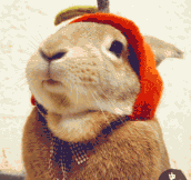 The Internet needs more bunnies wearing hats…