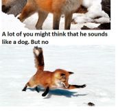 What the fox really says…