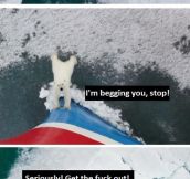 What really happened with the polar bear…