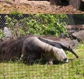 Anteaters are hard to figure out…
