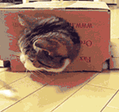 Box Cat…