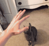 This is what happens when I try to pet my kitten…