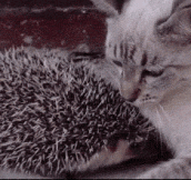 Cat cuddles hedgehog. Sometimes, love hurts…