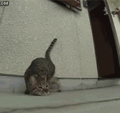Stop, drop, and roll, cat style…