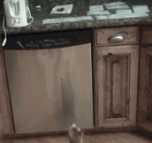 Evil sticky paper attacks cat…