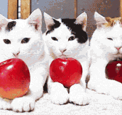 Cats + Apples…