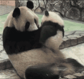 Baby panda’s kiss…