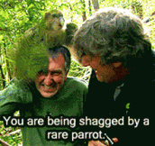 The world’s rarest parrot…