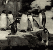Portal Penguin…