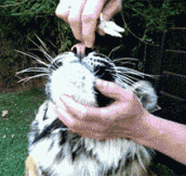 Pulling a bad tooth from the mouth of a tiger…
