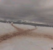Traffic in Antarctica…