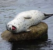 Happy seal makes me happy…