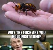 Giant hornets from Japan…