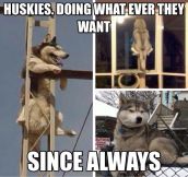 Huskies, they do what they want…