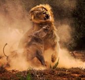 A warthog and a lion in combat…