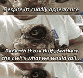 If silence were loudness, owls would be the loudest flying animals…