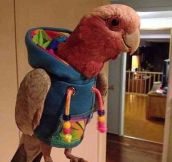 Appropriately dressed parrot…