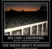 Become a shepherd…