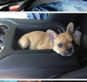 Pup holders…