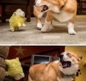 The attack of the stuffed sheep…